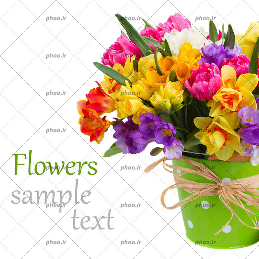 عکس با کیفیت گل های رنگارنگ گل نرگس گل لاله گل بنفش داخل سطل سبز رنگ و ربان پاپیون زده شده بر روی سطل