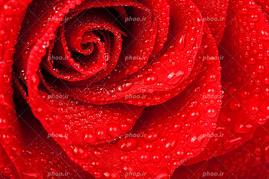 عکس با کیفیت قطره های کوچک باران بر روی گلبرگ های قرمز گل رز