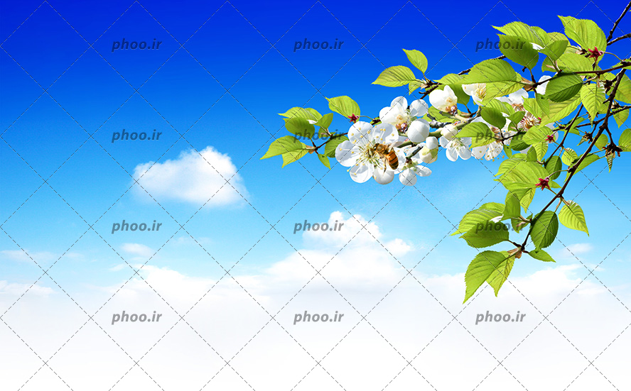 عکس با کیفیت شکوفه ها بر روی شاخه درخت و آسمان آبی زیبا
