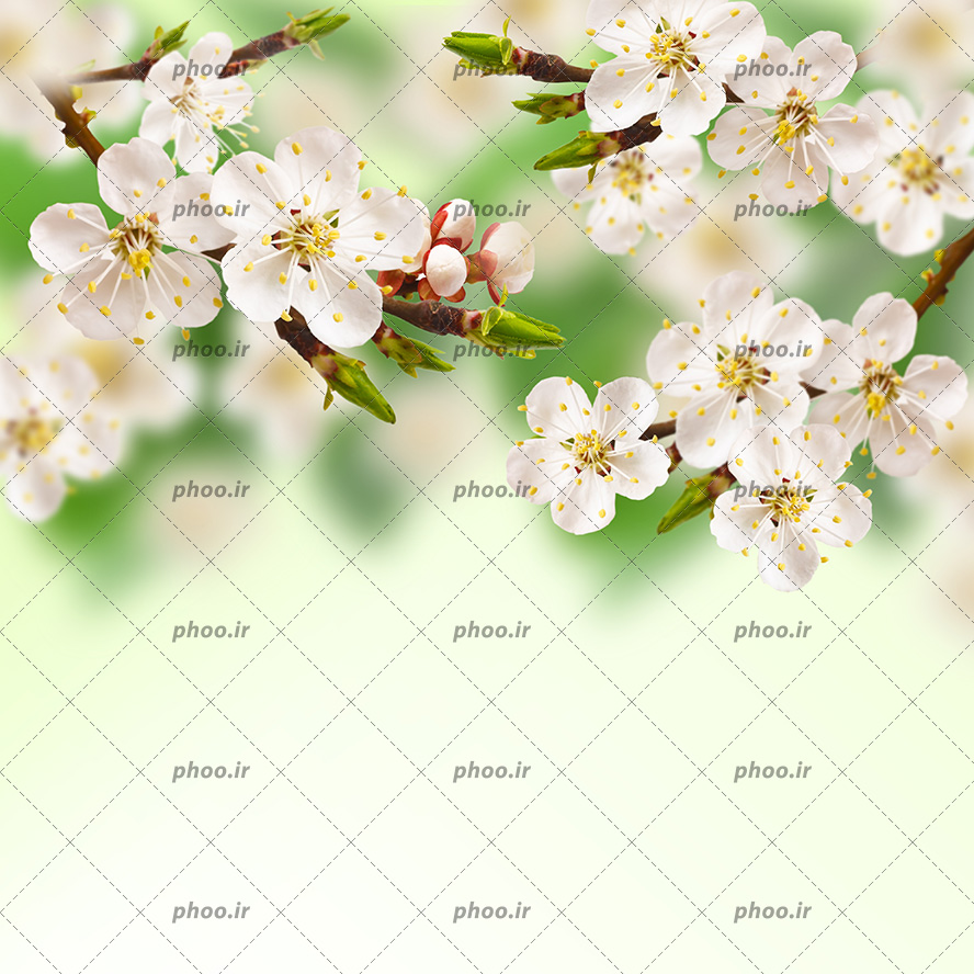 عکس با کیفیت شکوفه های زیبا بر روی شاخه های درخت از نمای نزدیک