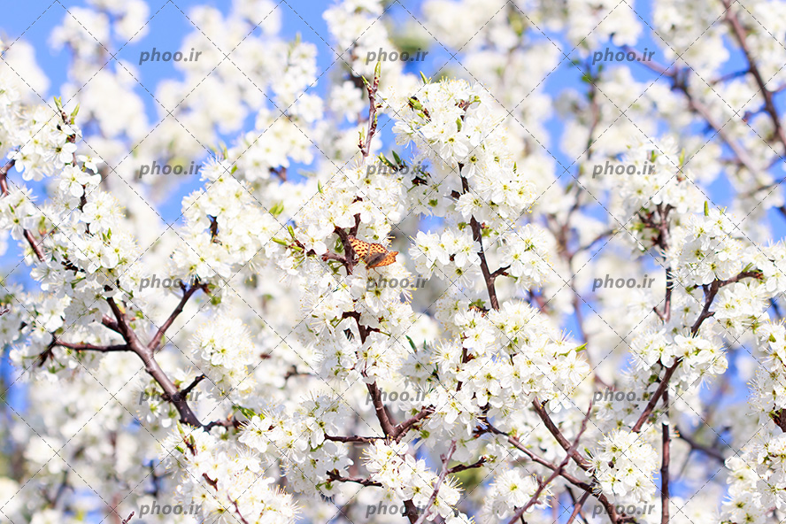 پروانه ی نارنجی در حال پرواز در اطراف شکوفه های سفید بر روی شاخه های درخت