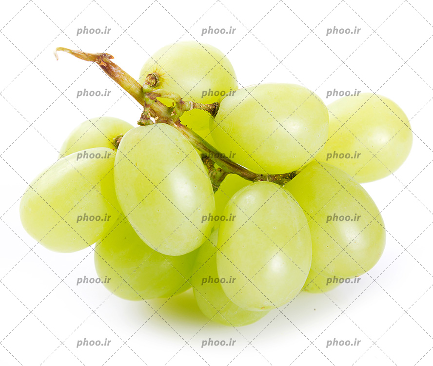 عکس با کیفیت خوشه انگور سبز با دانه های درشت از نمای نزدیک در پس زمینه سفید