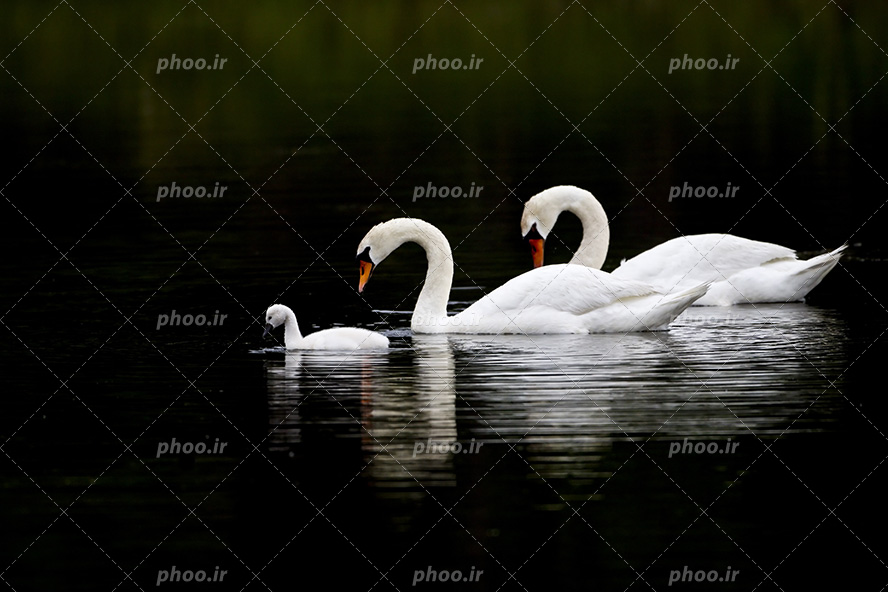 عکس با کیفیت دو قو زیبا سفید در کنار بچه قو در حال شنا در دریاچه