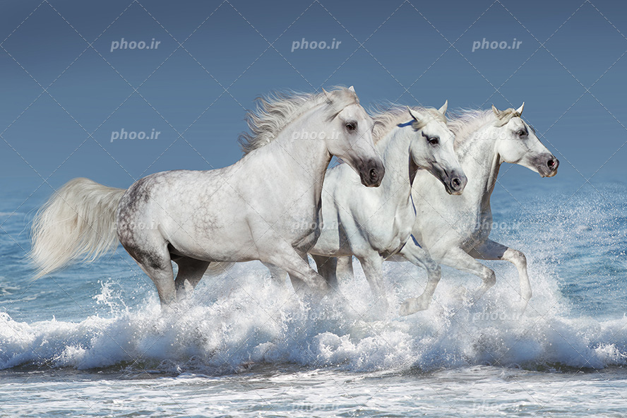 عکس با کیفیت سه اسب زیبا به رنگ سفید در حال دویدن در لب ساحل