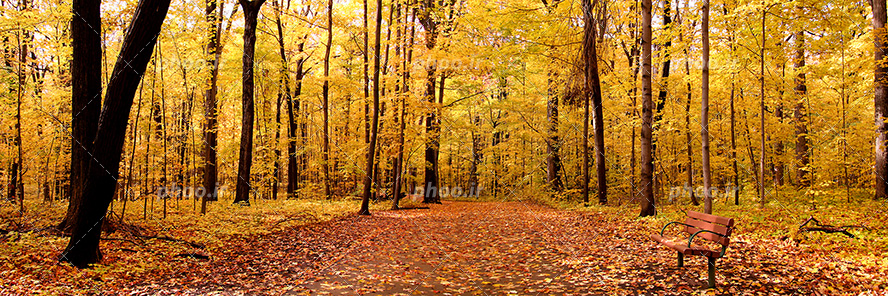 عکس با کیفیت پارک جنگلی با درخت های زیبا با برگ های زرد پاییزی و نیمکت چوبی در کنار درختان