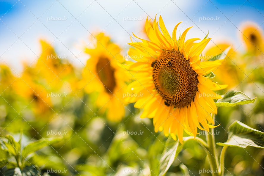 عکس با کیفیت گل آفتاب گردان زیبا در دشت آفتاب گردان از نمای نزدیک و محو شدن تصویر دیگر گل ها