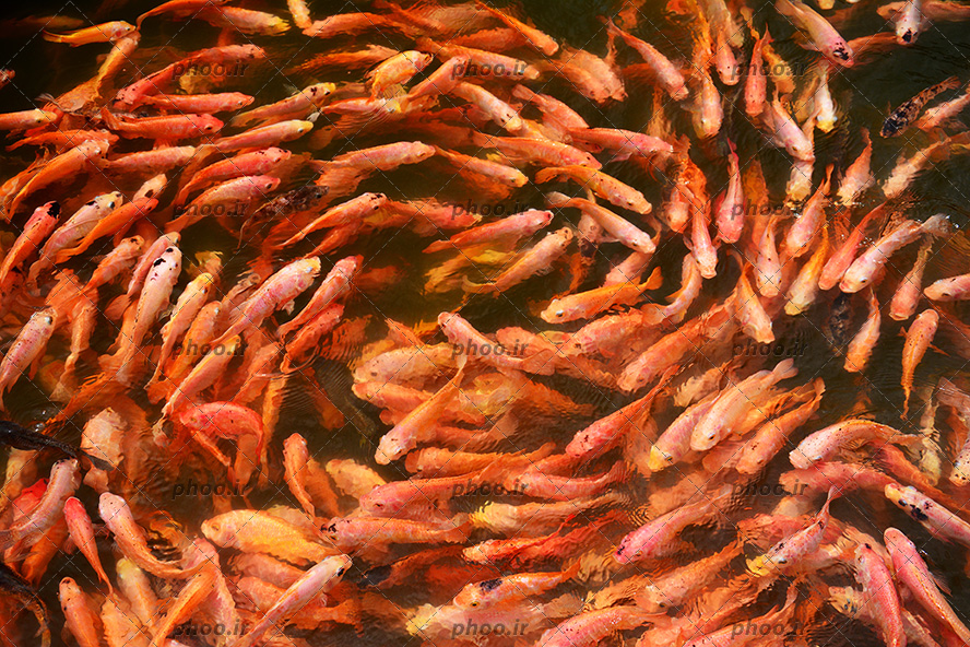 عکس زیبا ماهی های قشنگ قرمز رنگ درآب