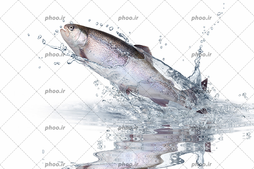 عکس زیبا ماهی قزل آلا در حال پرش از آب