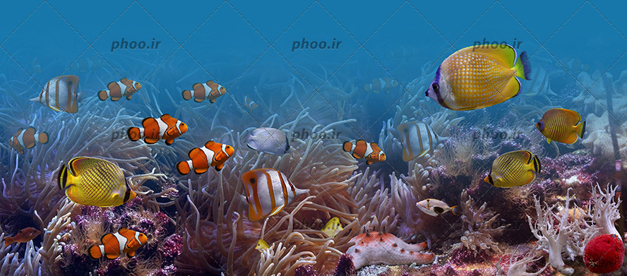 عکس زیبا ماهی های درشت و ریز رنگارنگ در دریا و شقایق و مرجان دریایی