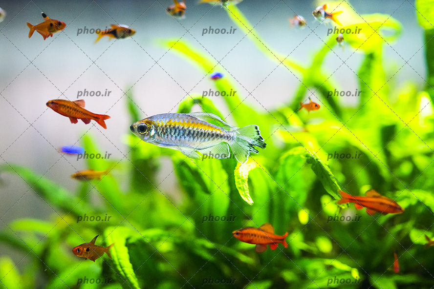 عکس زیبا ماهی های ریز و درشت و رنگا رنگ در زیر دریا با سبزه