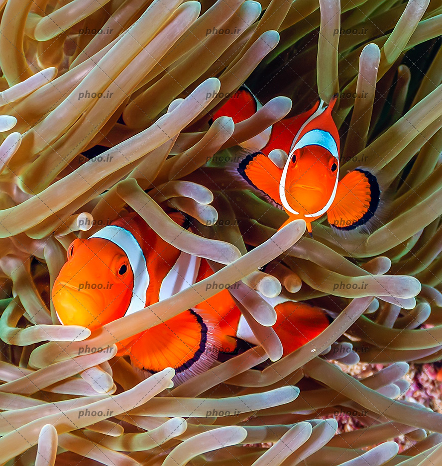 عکس زیبا دو ماهی در مرجان های دریایی در زیر دریا