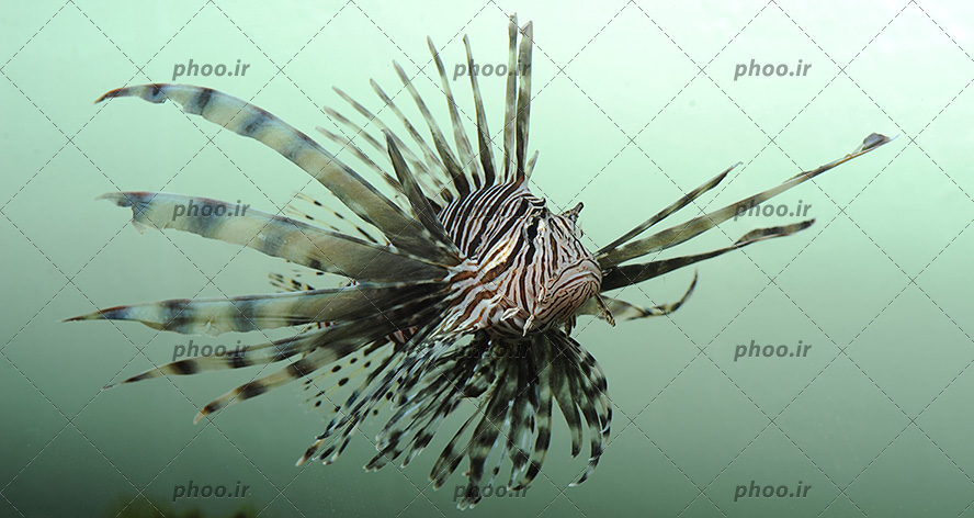 عکس قشنگ ماهی مشکی با باله های زیبا در دریا