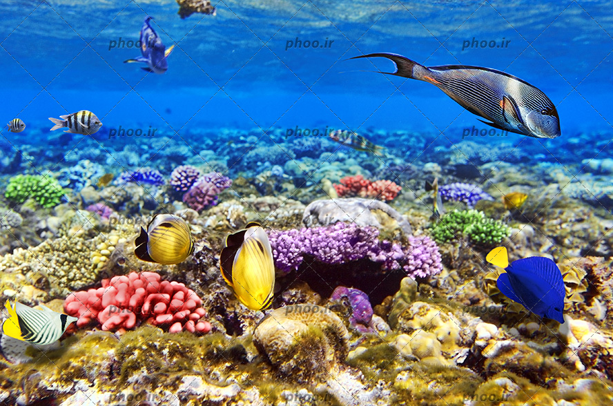 عکس زیبا ماهی های ریز و درشت و رنگا رنگ در زیر دریا