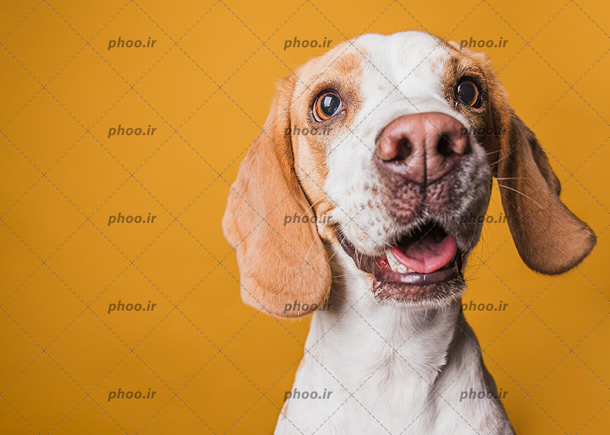 عکس با کیفیت پرتره نژاد بیگل، سگی مهربان در پس زمینه نارنجی