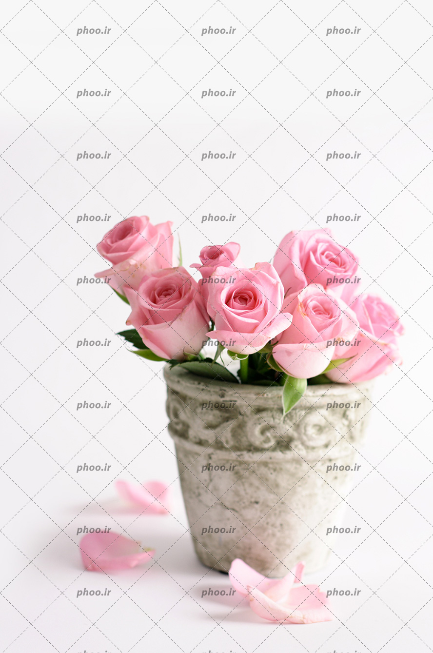 عکس با کیفیت رز های زیبا به رنگ صورتی در گلدان سنگی خاکستری و چند گلبرگ افتاده در کنار گلدان