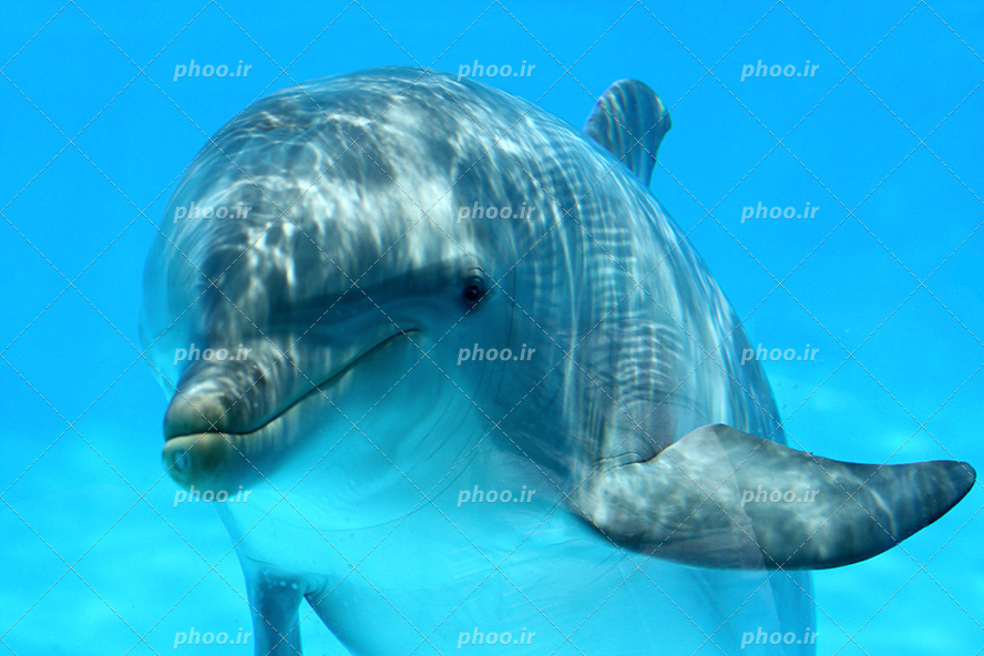 عکس با کیفیت دلفین بالغ در اعماق دریا در حال شنا