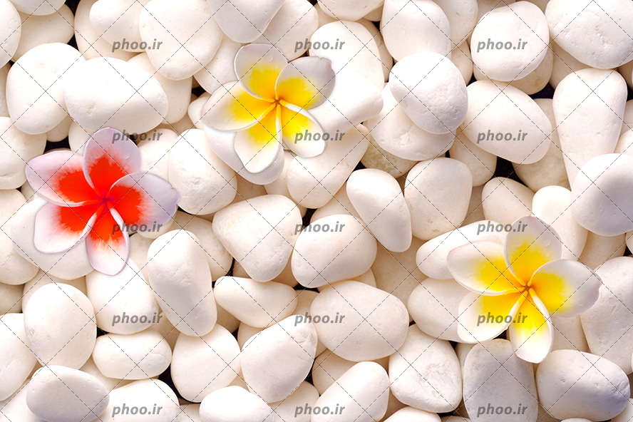 عکس با کیفیت والپیپر و دیوارپوش با طرح گل های زرد و قرمز و بر روی سنگ های سفید کوچک
