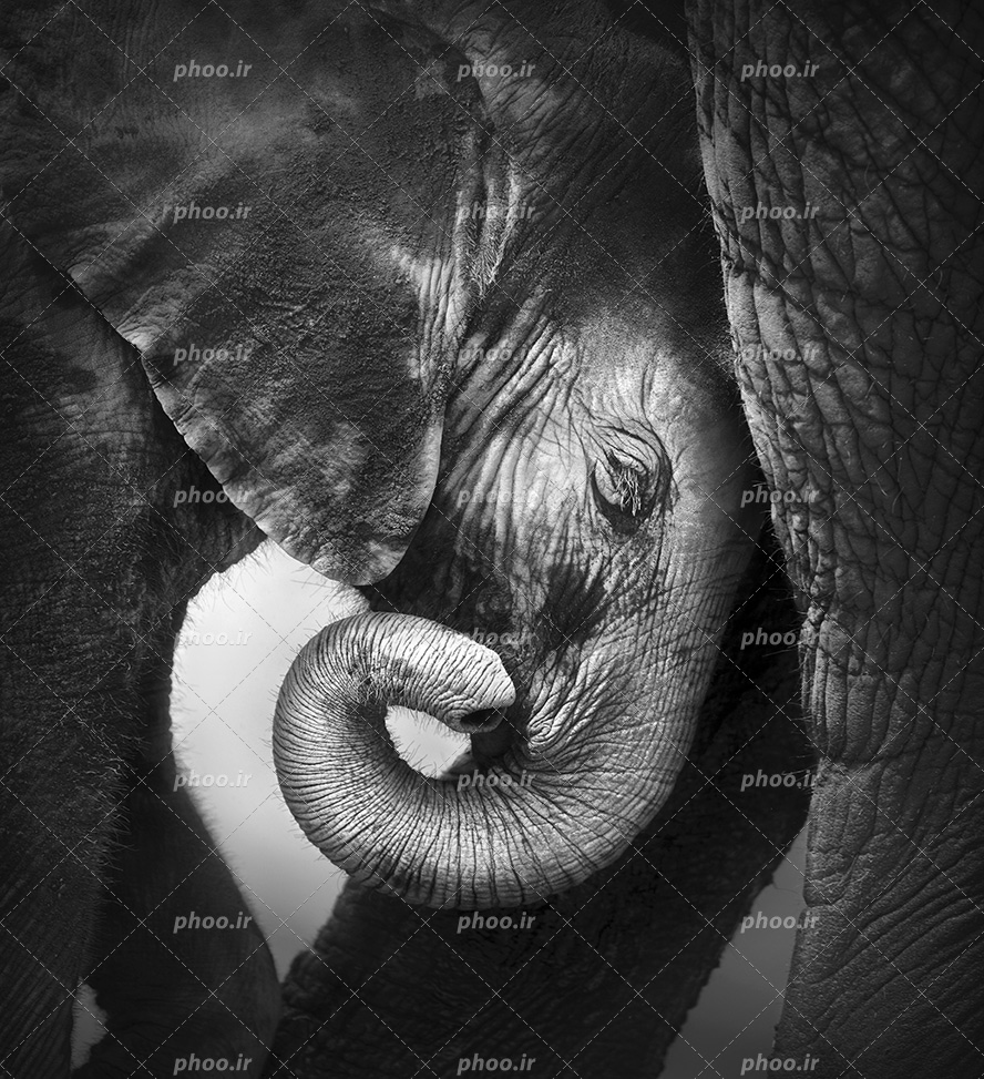 عکس با کیفیت بچه فیل تازه متولد شده ایستاده در کنار مادرش با چشم های بسته