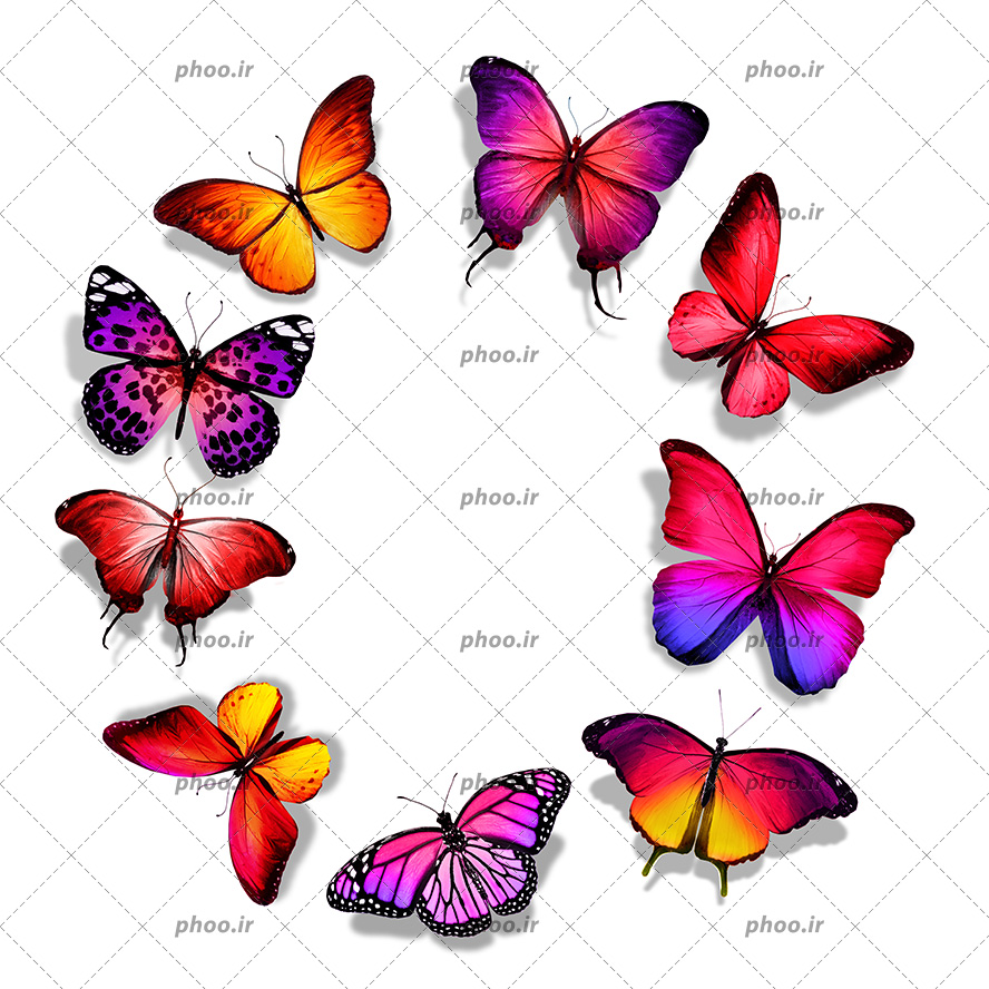 عکس با کیفیت پروانه های رنگارنگ زیبا در کنار یکدیگر به شکل دایره