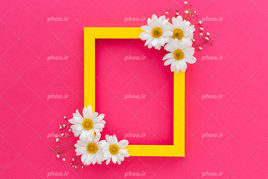 عکس با کیفیت قاب زرد با گل های سفید زیبا در گوشه های قاب در پس زمینه ی صورتی
