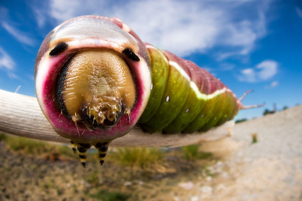 چند نکته مهم عکاسی از حشرات