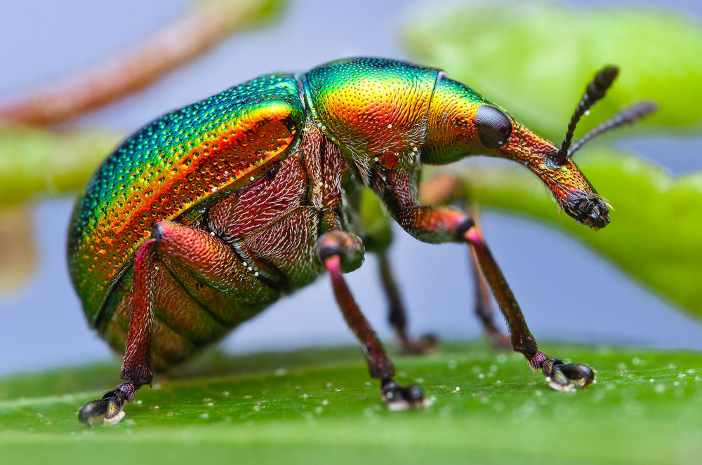 نکته های مهم و آموزشی عکاسی از حشرات
