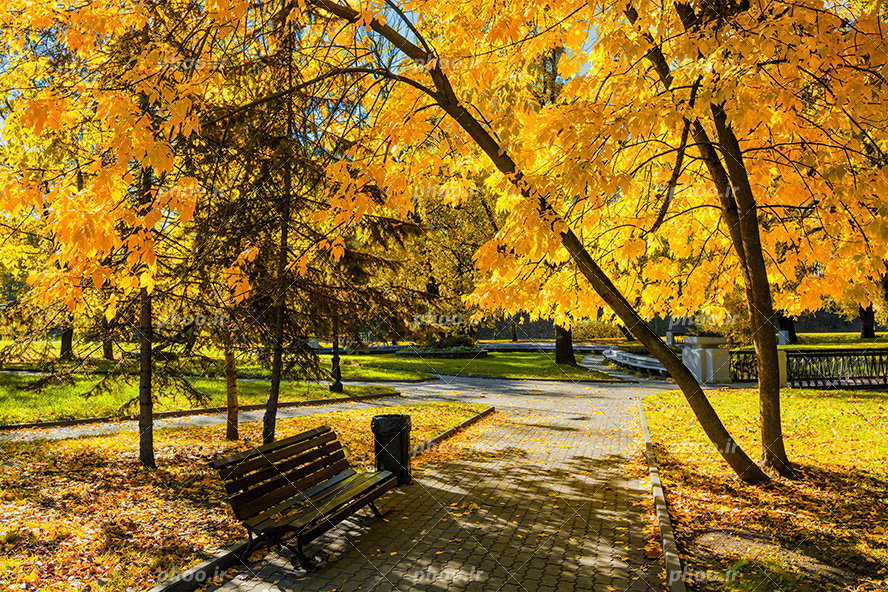 عکس با کیفیت پارک فوق العاده زیبا با درختان پاییزی به رنگ زرد و نیمکت در پارک