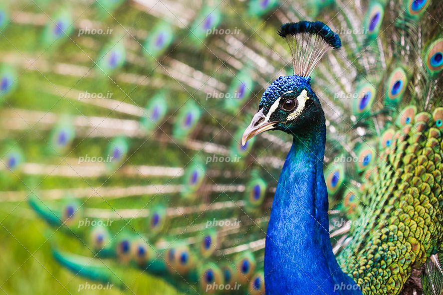 عکس با کیفیت چهره طاووس بسیار زیبا با رنگ های آبی و سبز از نمای نزدیک با پر های باز