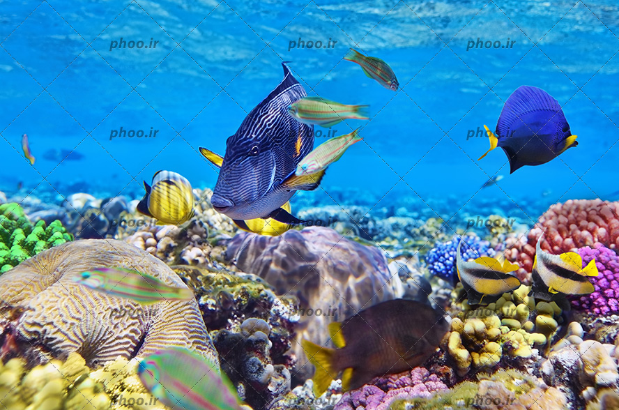 عکس زیبا ماهی های ریز و درشت و رنگا رنگ در زیر دریا و مرجان دریایی