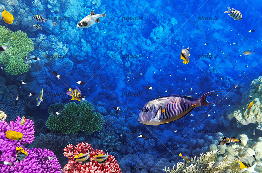 عکس زیبا ماهی های ریز و درشت و رنگا رنگ در زیر دریا و مرجان و توتیا دریایی