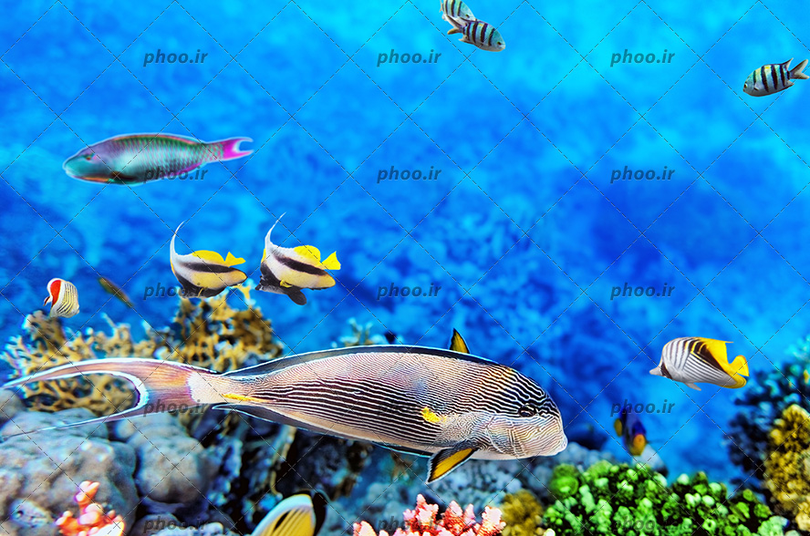عکس زیبا ماهی های ریز و درشت و رنگا رنگ در زیر دریا و سنگ و مرجان دریایی