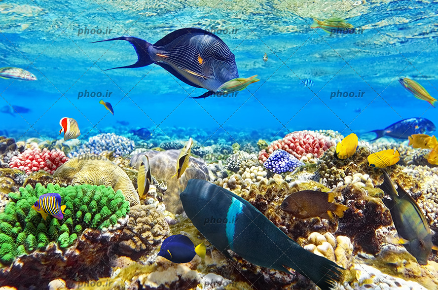 عکس زیبا ماهی های ریز و درشت و رنگا رنگ و توتیا و مرجان زیر دریا