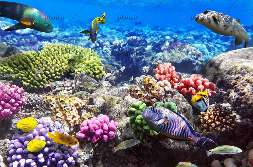 عکس زیبا ماهی های ریز و درشت و رنگا رنگ و مرجان و توتیا در زیر دریا