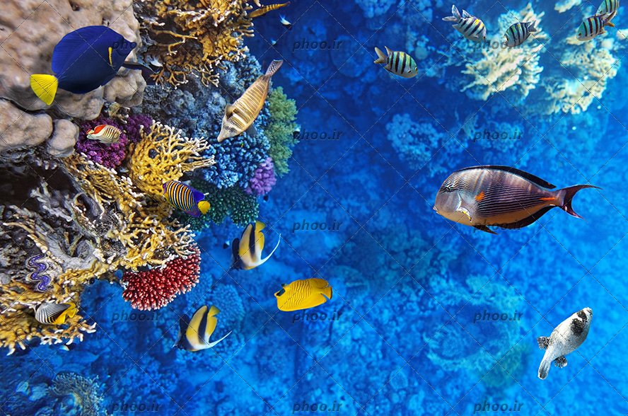 عکس زیبا ماهی های ریز و درشت و رنگا رنگ سنگ و مرجان در زیر دریا