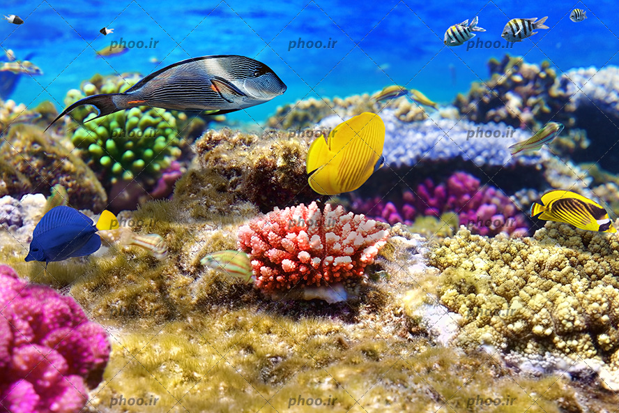 عکس زیبا زیر دریا با ماهی های رنگارنگ بامزه و مرجان و شقایق