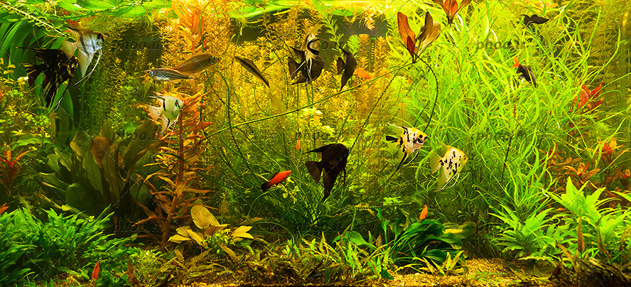 عکس زیبا ماهی های قشنگ در سبزه و آب