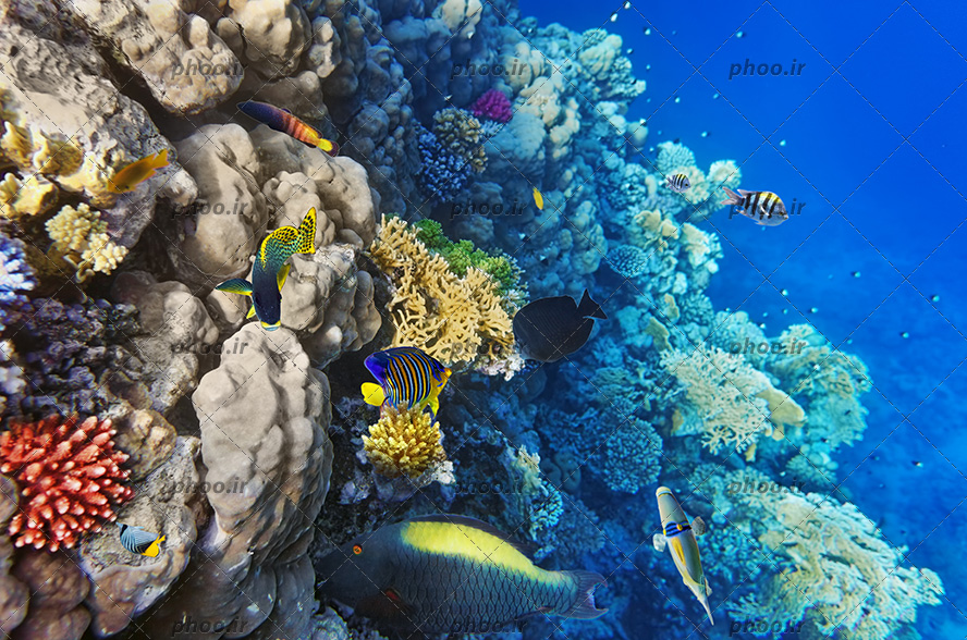 عکس زیبا صخره مرجانی زیر دریا با ماهی های ریز و درشت