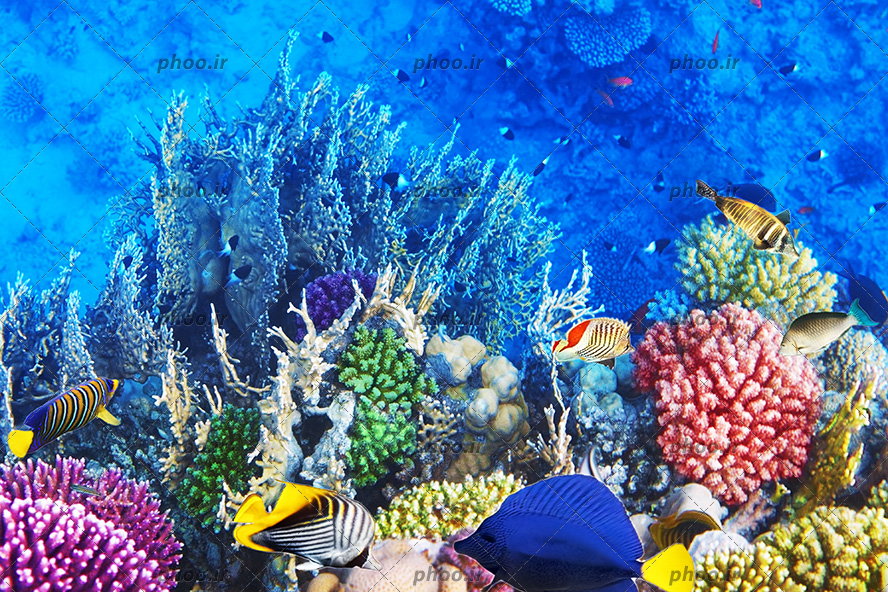 عکس زیبا ماهی های ریز و درشت و رنگا رنگ در زیر دریا و سنگ و مرجان دریایی