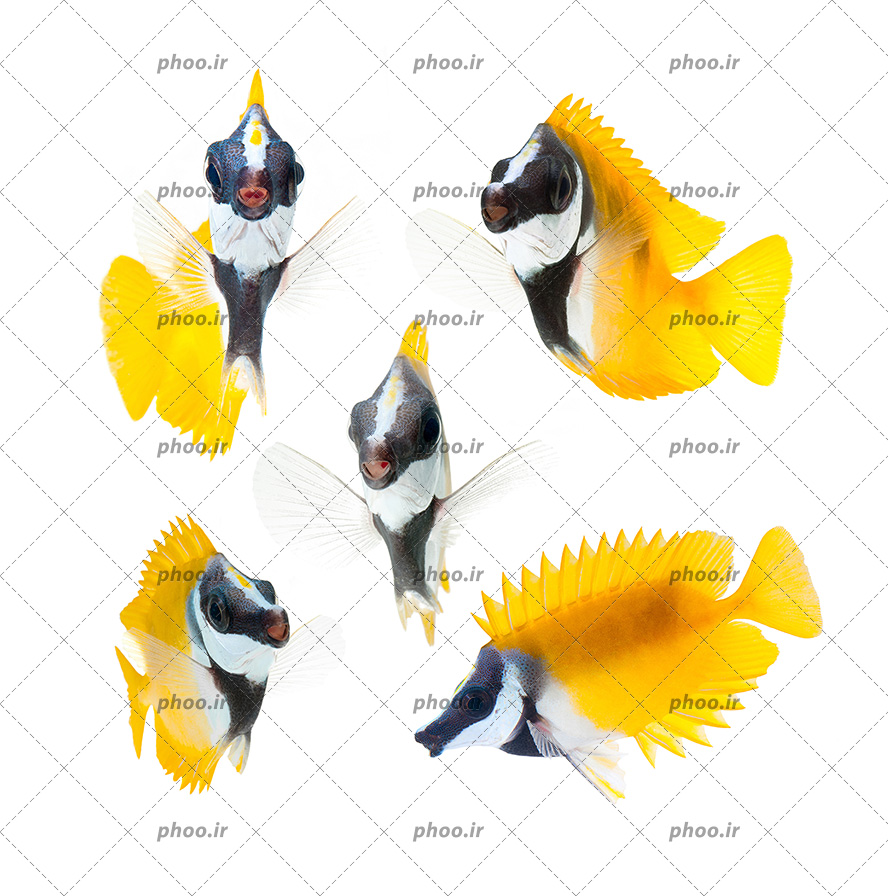 عکس زیبا ماهی های سیاه و سفید با دم و باله زرد رنگ