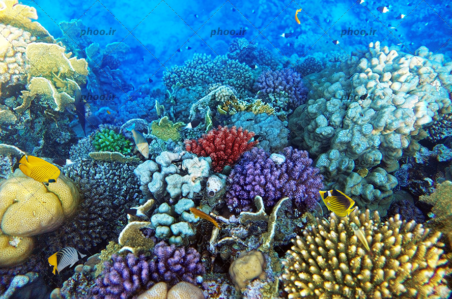عکس زیبا ماهی های زیر دریایی در آب های آبی و مرجان و توتیا
