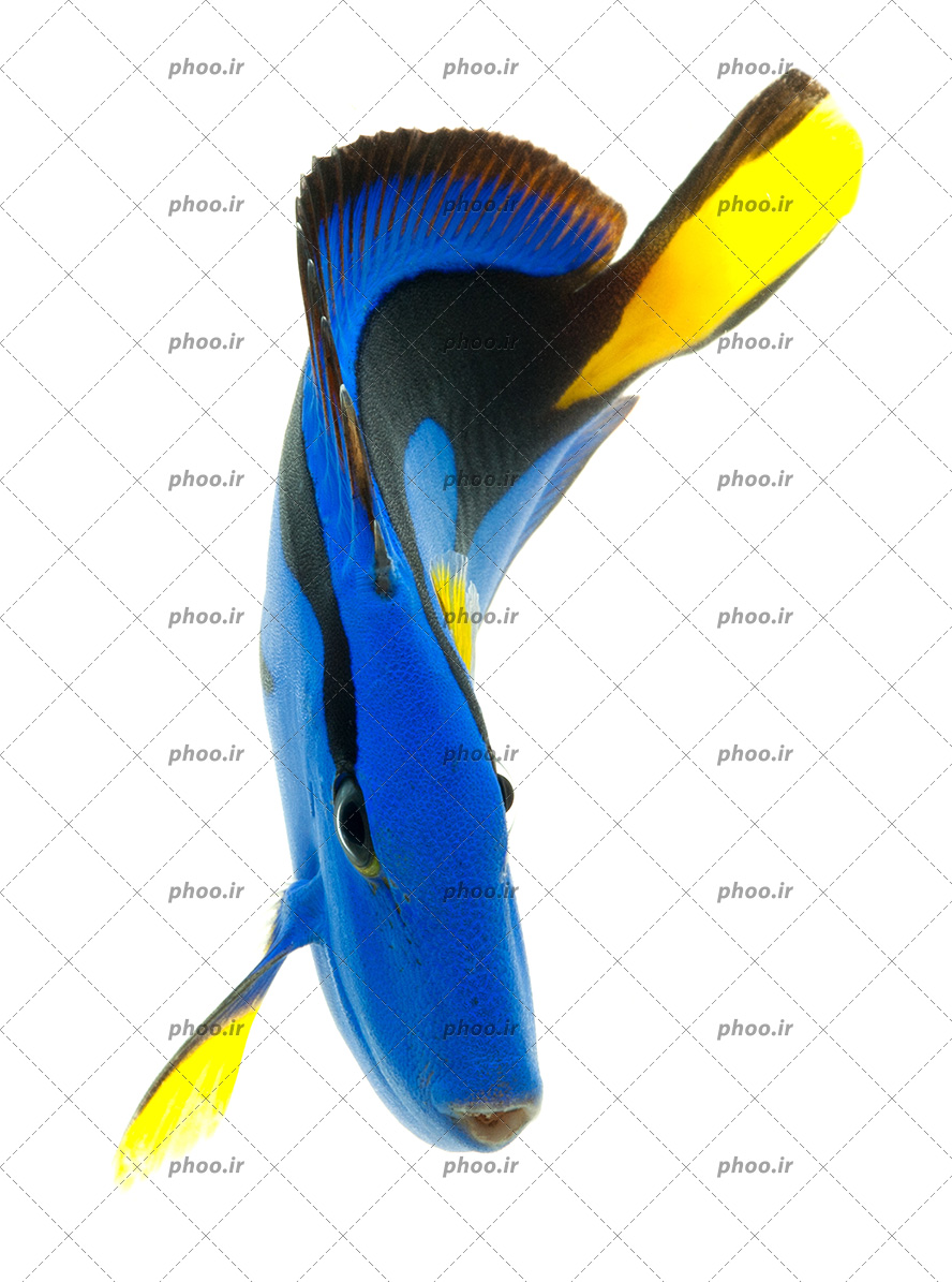 عکس زیبا ماهی آبی رنگ با دم زرد و چشای درشت مشکی
