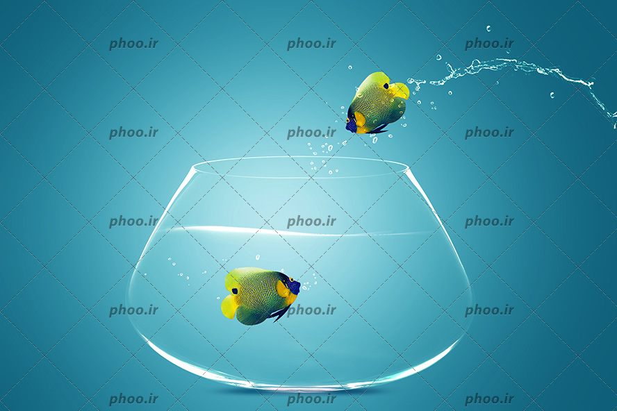 عکس زیبا دو ماهی زرد رنگ خال خالی در تنگ و پرش ماهی