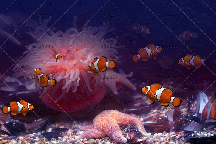 عکس زیبا ماهی ها در کنار ستاره دریایی و مرجان دریایی و صدف
