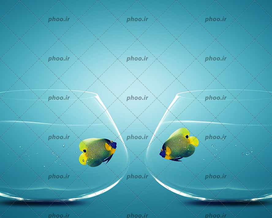 عکس زیبا دو ماهی بامزه زرد رنگ در تنگ ماهی
