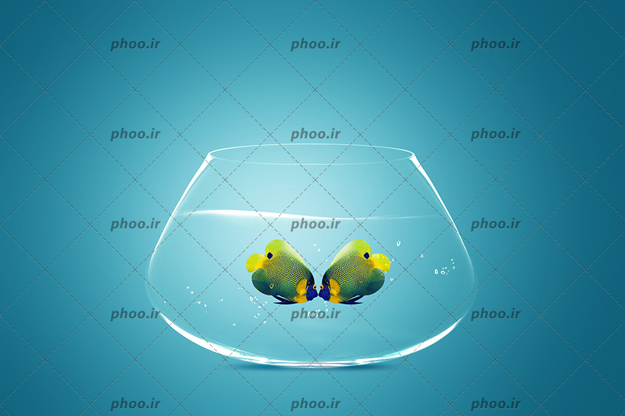 عکس زیبا بوسه دو ماهی خال خالی در تنگ آب