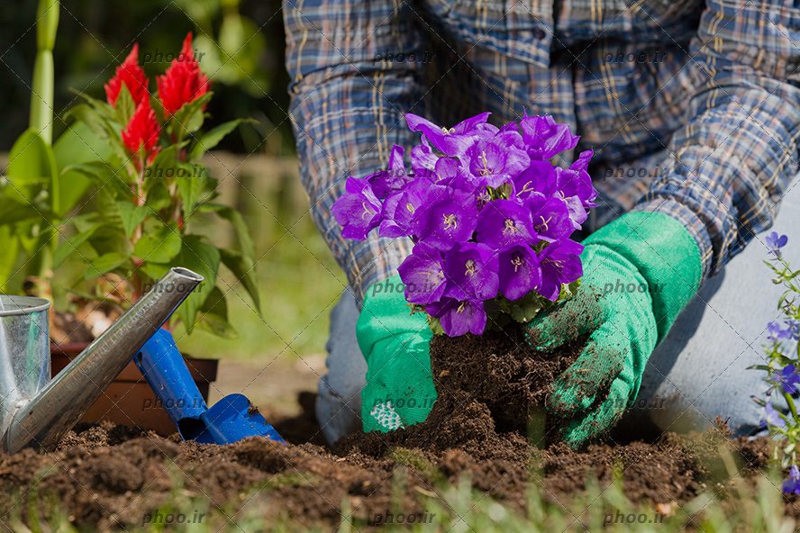 عکس باغبان با یک گل بنفش در دست برای کاشت در خاک باغ از نمای نزدیک