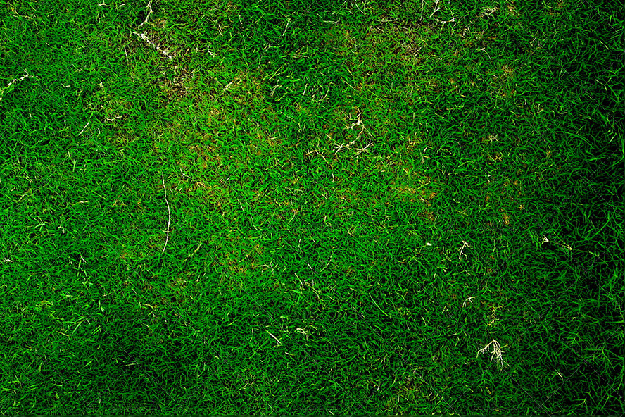 عکس زمین پوشیده از چمن های سبز از نمای نزدیک