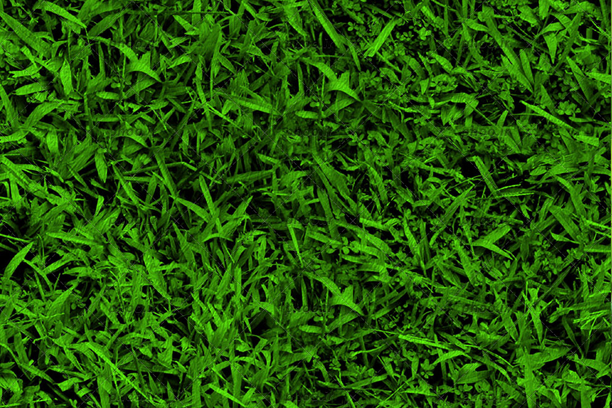 عکس زمین پوشیده از چمن های سبز از نمای نزدیک