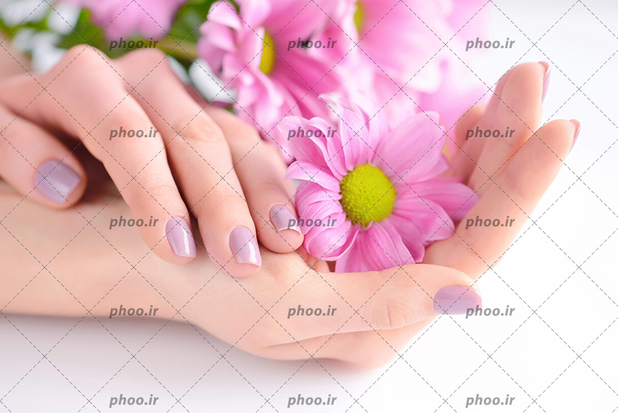 عکس دست های زن با مانیکور صورتی روی ناخن و گل صورتی در دست