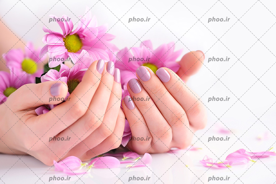 عکس دست های زن با مانیکور صورتی روی ناخن و گل های صورتی در دست